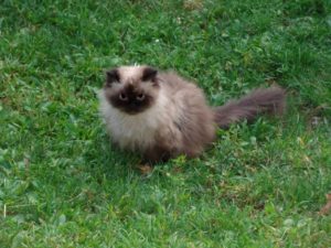 Have you ever seen a more beautiful cat?